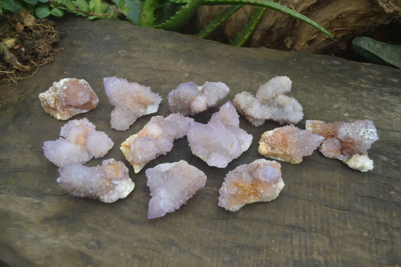 Natural Small Spirit Amethyst Quartz Specimens x 12 From Boekenhouthoek, South Africa