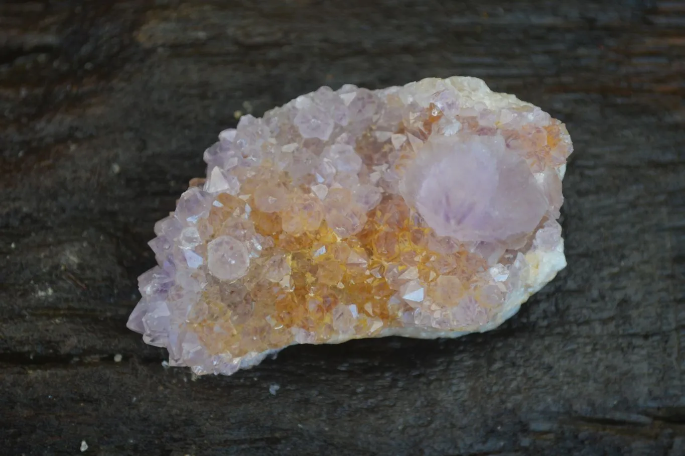 Natural Small Spirit Amethyst Quartz Specimens x 12 From Boekenhouthoek, South Africa
