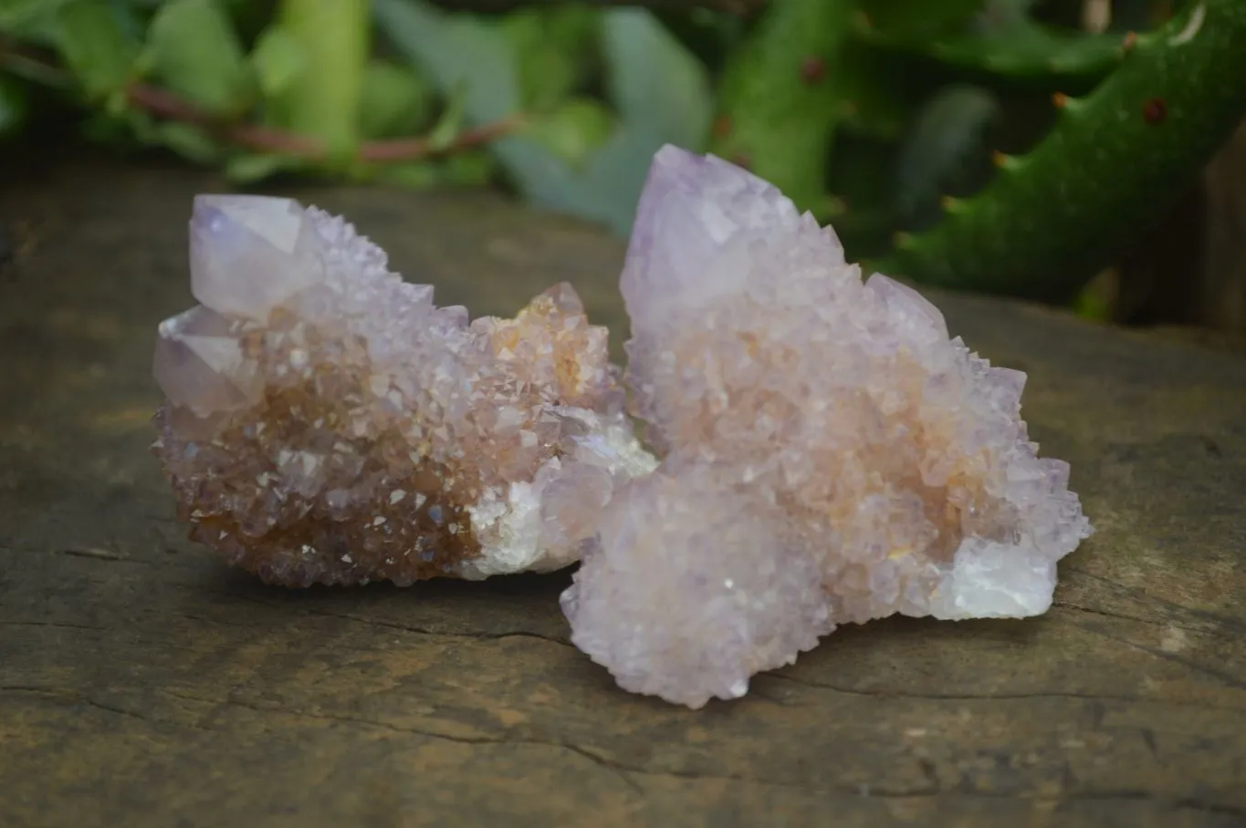 Natural Small Spirit Amethyst Quartz Specimens x 12 From Boekenhouthoek, South Africa