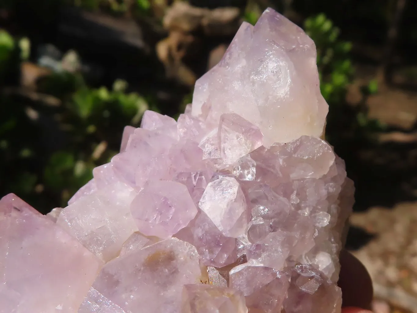 Natural Spirit Amethyst Cactus Quartz Clusters x 6 From Boekenhouthoek, South Africa