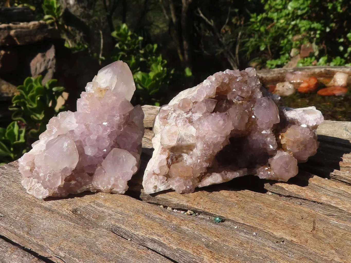 Natural Spirit Amethyst Cactus Quartz Clusters x 6 From Boekenhouthoek, South Africa