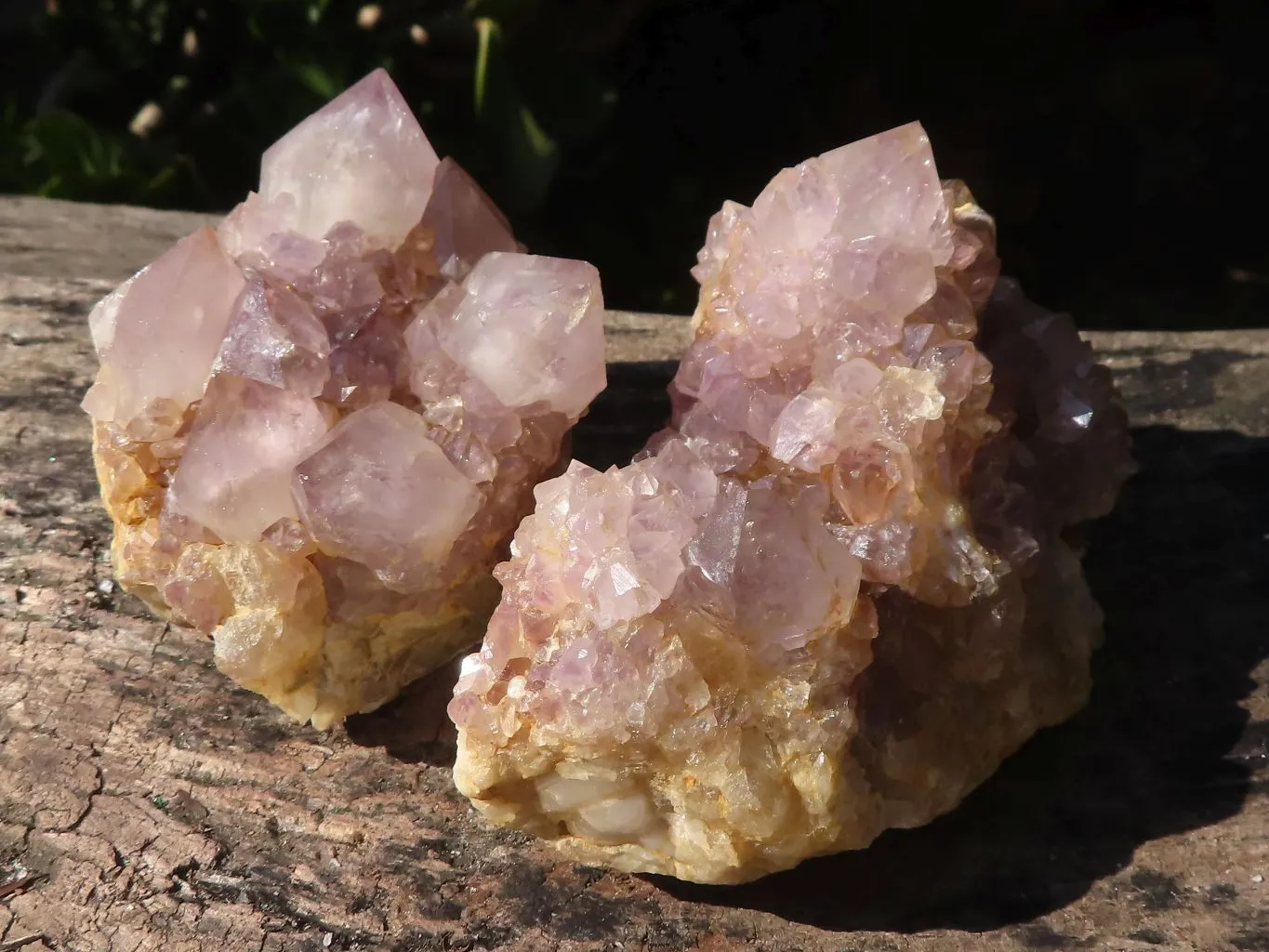Natural Spirit Amethyst Cactus Quartz Clusters x 6 From Boekenhouthoek, South Africa