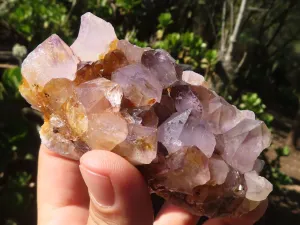 Natural Spirit Amethyst Cactus Quartz Clusters x 6 From Boekenhouthoek, South Africa