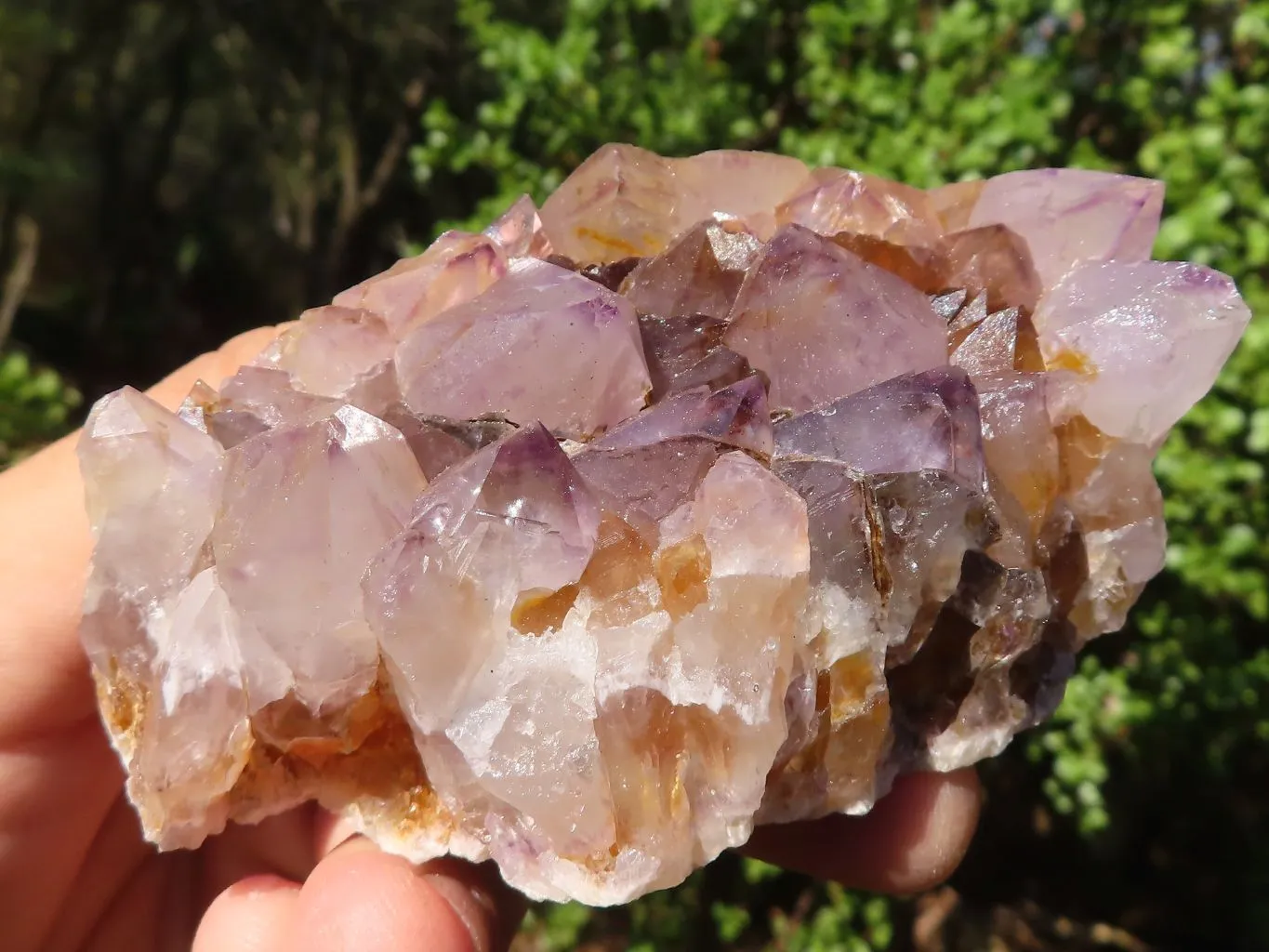 Natural Spirit Amethyst Cactus Quartz Clusters x 6 From Boekenhouthoek, South Africa